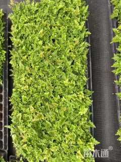 高度20厘米华南毛蕨