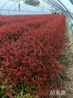 高度50厘米金森女贞