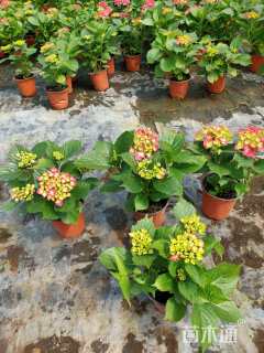 高度30厘米绣球