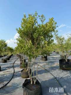 高度120厘米瓜子黄杨