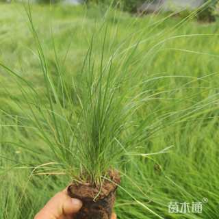 野牛草