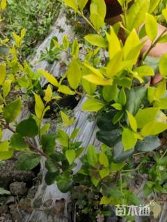 高度30厘米金森女贞小苗