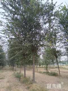 12公分榆树