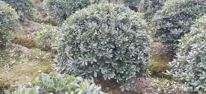 冠幅80厘米海桐球