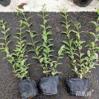 高度40厘米水腊