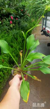 高度10厘米玉簪