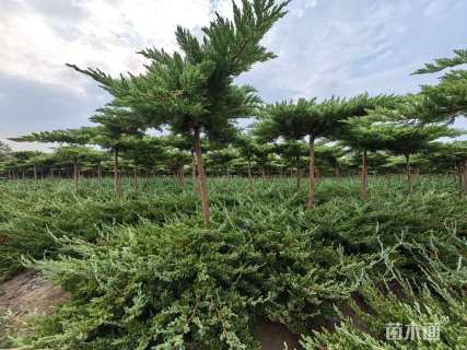 高度100厘米龙柏