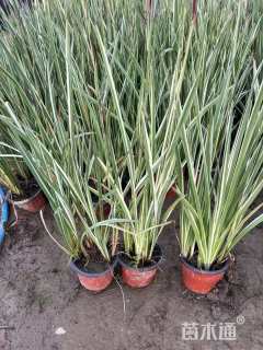 高度40厘米花叶玉蝉花