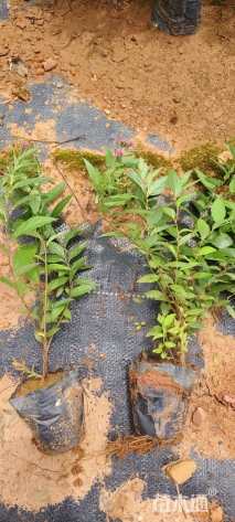 高度25厘米绣线菊