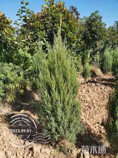 高度200厘米河南桧
