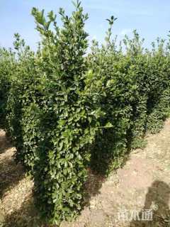 高度160厘米大叶黄杨