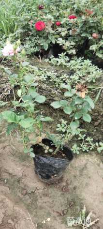 高度15厘米月季