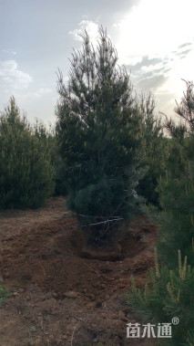 高度290厘米白皮松