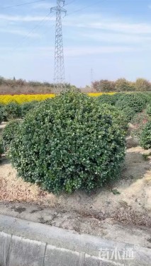 冠幅60厘米无刺枸骨球