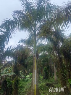裸干高200厘米大王椰子