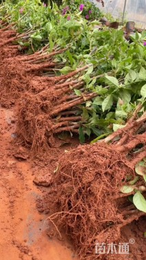 高度60厘米三角梅