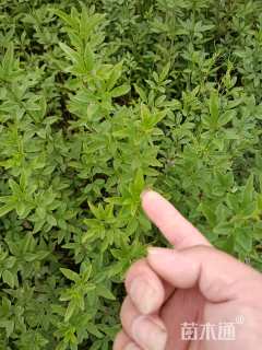 高度30厘米迎春花