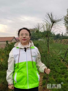 高度120厘米油松