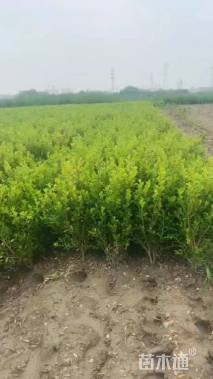 高度30厘米小叶黄杨