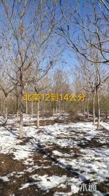 12公分北栾