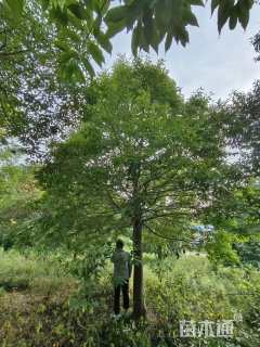 15公分红果冬青