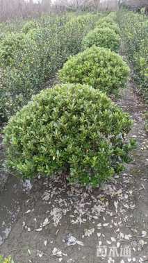 冠幅80厘米海桐球