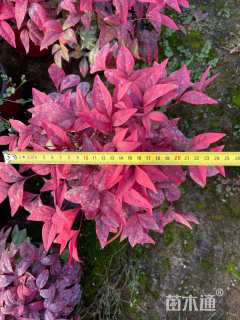 高度40厘米火焰南天竹