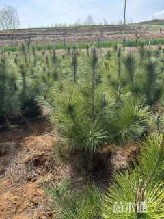 高度120厘米油松