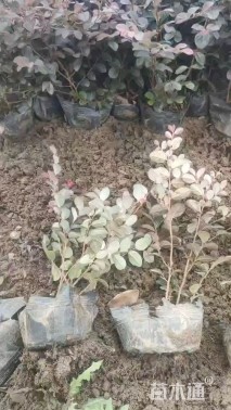 高度20厘米红花继木小苗