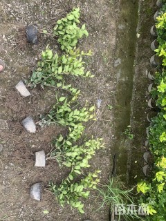 高度45厘米金森女贞小苗