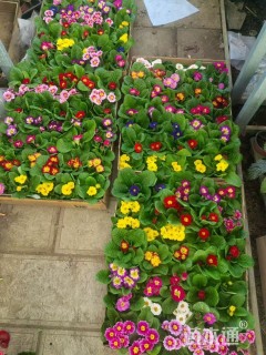 高度13厘米报春花