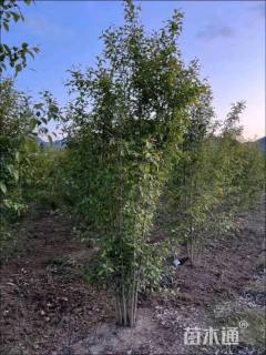 高度500厘米丛生山丁子