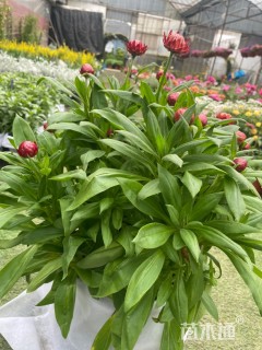高度20厘米蜡菊