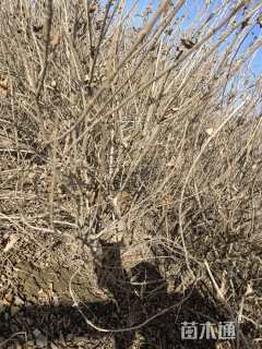 高度120厘米红王子锦带