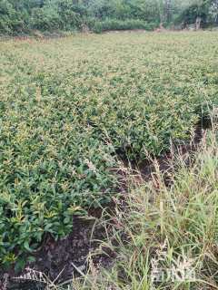 高度40厘米红叶石楠小苗