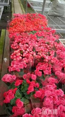 高度25厘米丽格海棠