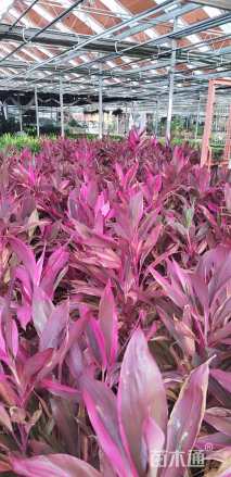 高度80厘米亮叶朱蕉