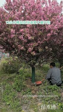 12公分亚当海棠