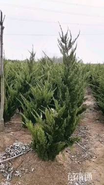 高度250厘米龙柏