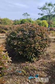 冠幅100厘米红叶石楠球