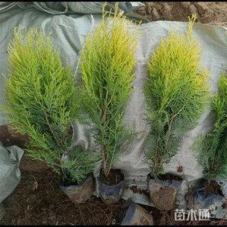 高度55厘米洒金柏