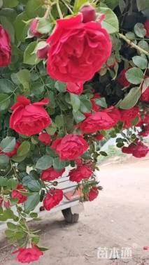 高度30厘米月季