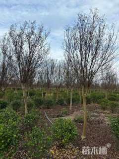 12公分红火箭紫薇