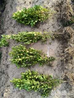 高度40厘米豆瓣黄杨