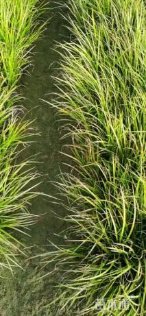 高度20厘米金叶菖蒲