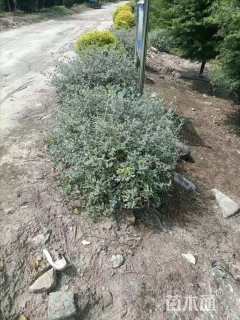 高度60厘米水果兰球