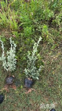 高度40厘米金边黄杨