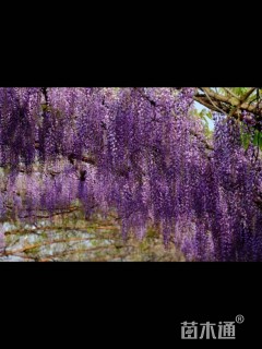 310厘米多花紫藤