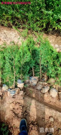 高度20厘米侧柏小苗