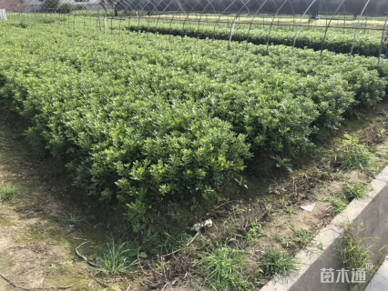 高度30厘米海桐